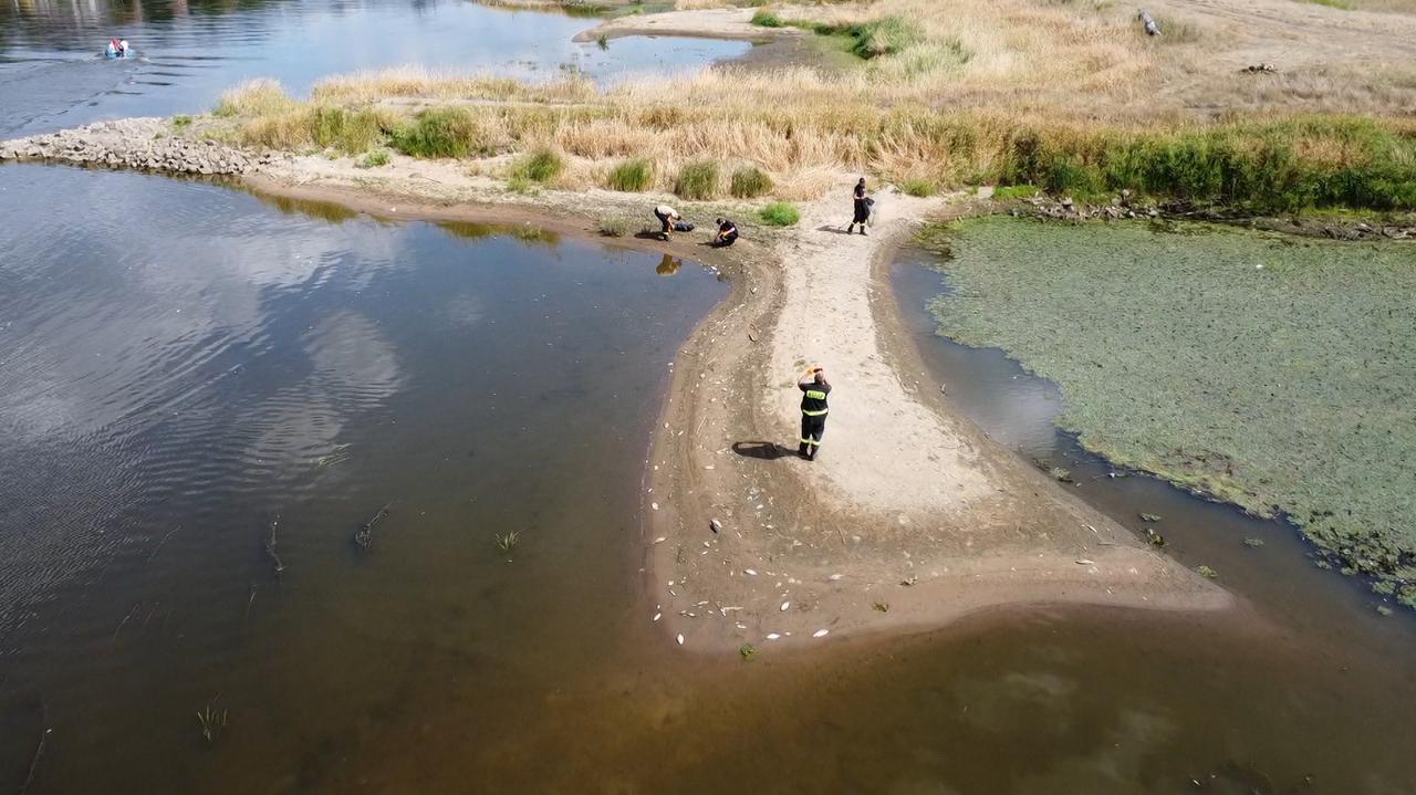 Odra śnięte ryby katastrofa ekologiczna Zakaz wstępu do rzeki w