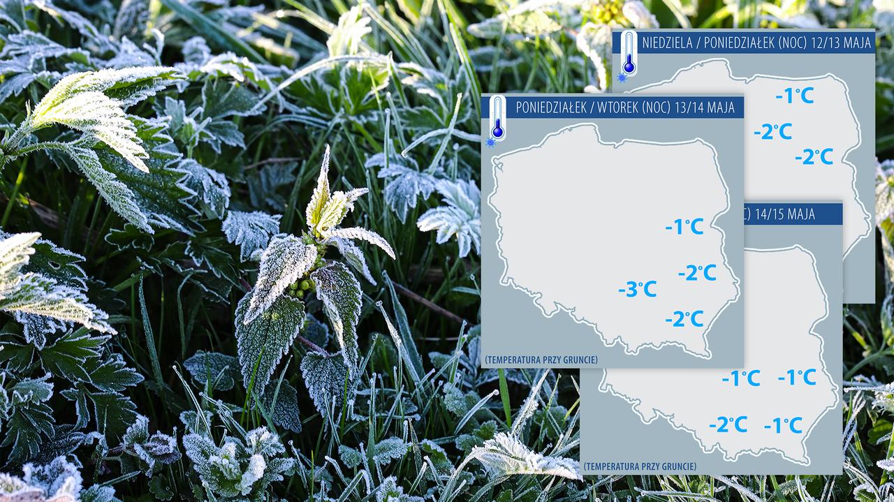 Zimni ogrodnicy i zimna Zośka 2024 Prognoza na 12 15 maja Gdzie