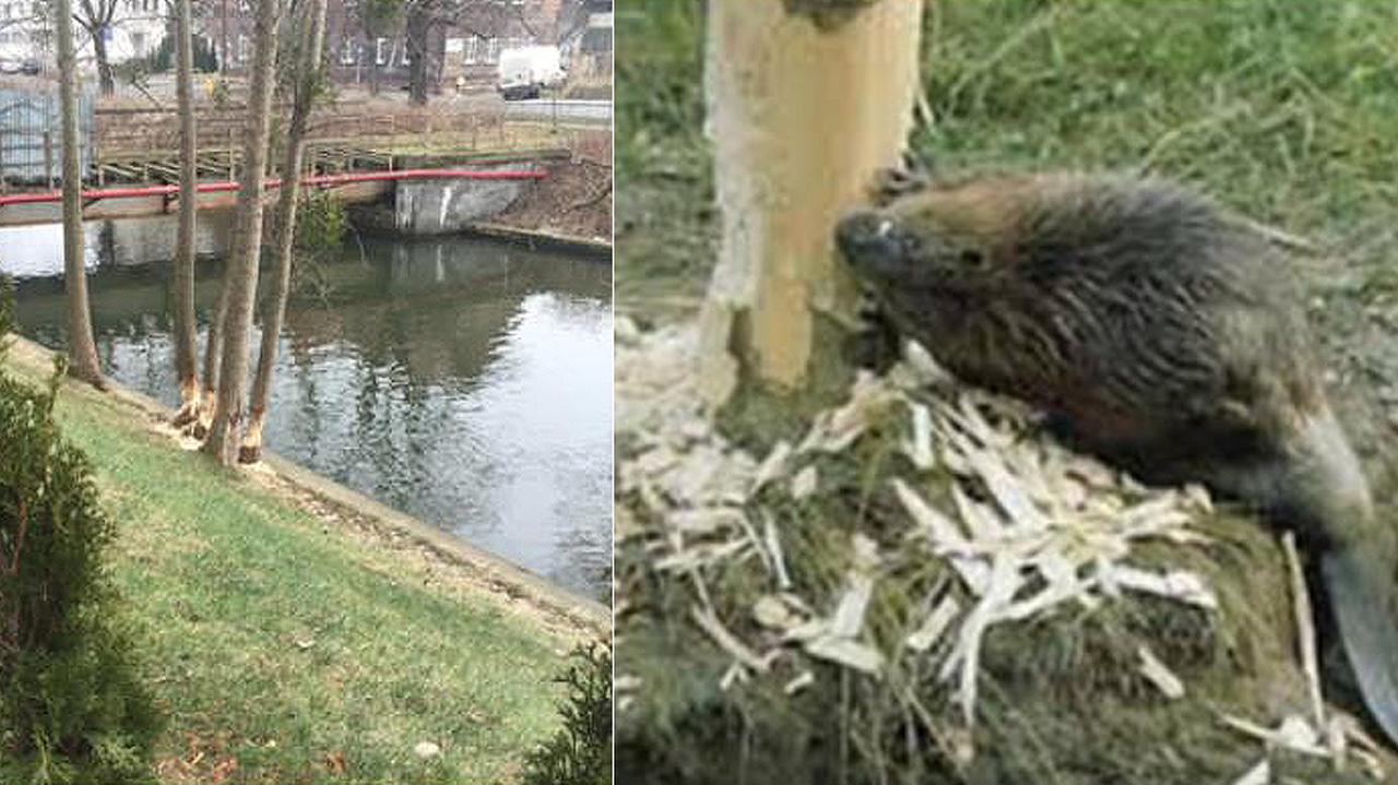 Bobry w centrum Gdańska podgryzły kilka drzew TVN24