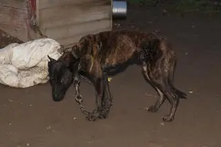 Zwierzęta nie miały dostępu do wody i pożywienia