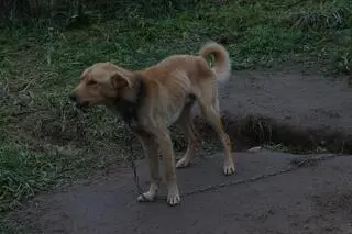 Oba psy były skrajnie wychudzone