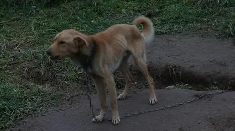 Psy na łańcuchach na opuszczonej posesji