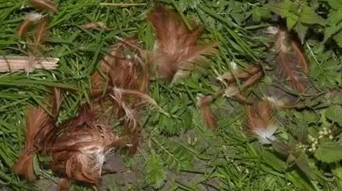 Ukradł sąsiadowi kury i jajka. Zdradziło go pierze i ślady klapek 