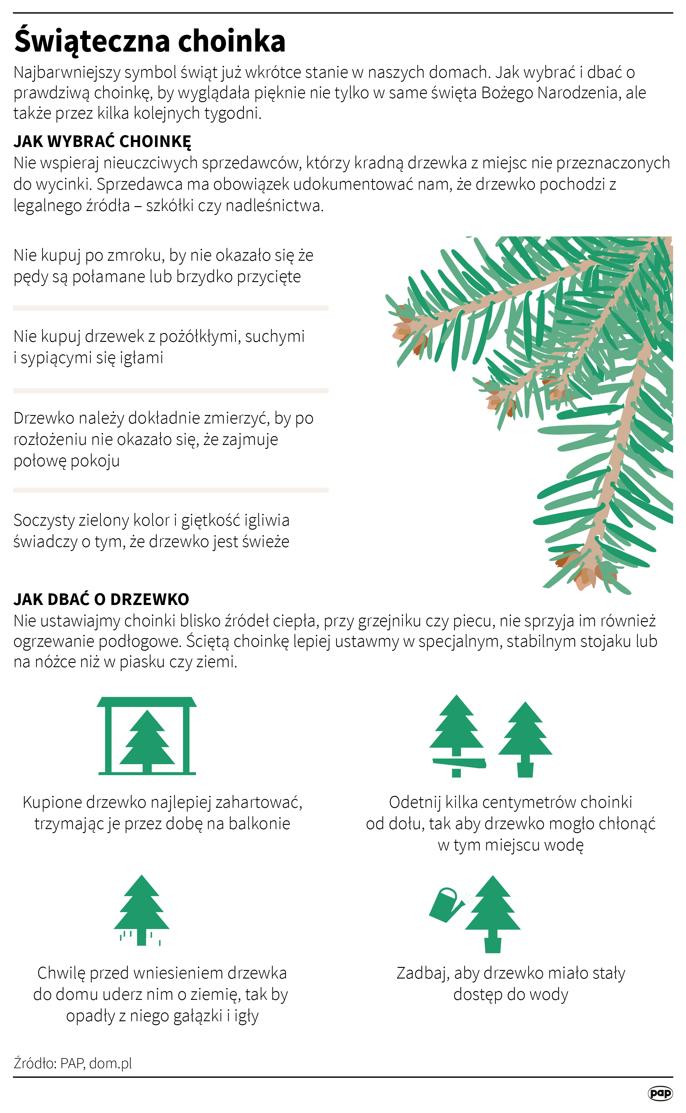 Aktualnie czytasz: Nawet 500 złotych mandatu za choinkę. Policja wyjaśnia, jak uniknąć kary