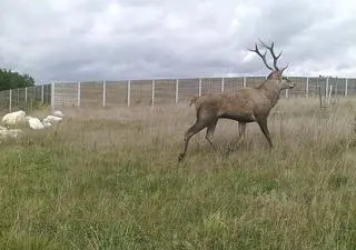 Przejście dla zwierząt nad S7 Chęciny - Jędrzejów
