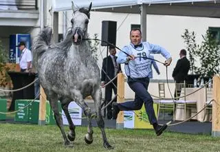 Wielka aukcja w Janowie Podlaskim