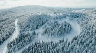 Zieleniec
