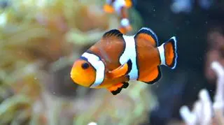 Błazenek plamisty Amphiprion ocellaris