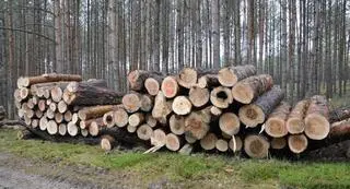 Aktualnie czytasz: Gigantyczne zapotrzebowanie na drewno. Powodem wzrost cen energii