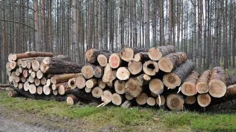 Lasy Państwowe