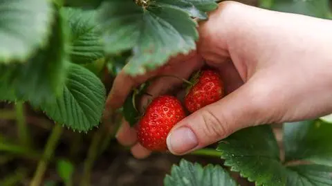 Koronawirus a ceny truskawek. "Część plantatorów zaryzykowała"