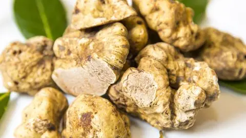 Biznesmen z Hongkongu zapłacił 85 tysięcy euro za białą truflę