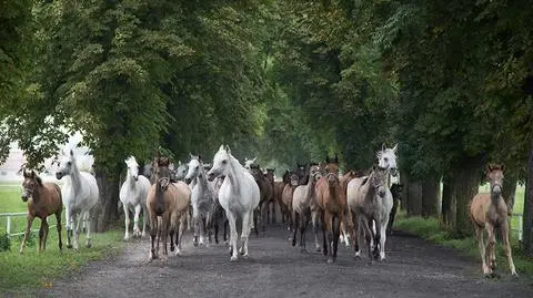 Przegląd prasy: prestiżowe ogiery za pół ceny
