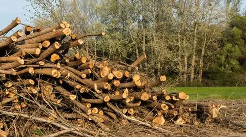 Grozi nam kolejna wycinka drzew? Resort odpowiada