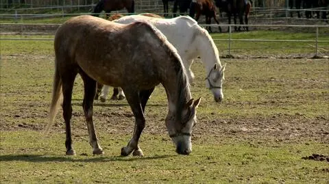 Prezes stadniny koni w Janowie Podlaskim odwołany