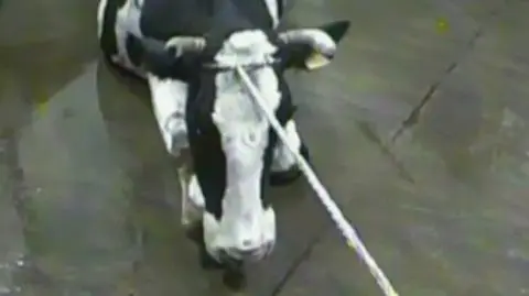 Ardanowski o sprawdzaniu ubojni przez KE:  trochę rutynowa kontrola