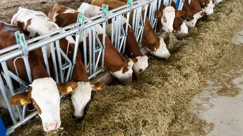 500 zł na jedną krowę - skąd pieniądze i od kiedy zacznie się program?