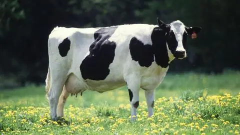 Rosja znosi zakaz importu na serbskie mleko. Moskwie pali się grunt pod nogami?