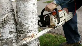 Wycinanie drzew bez pozwolenia na własnej działce. Są nowe przepisy