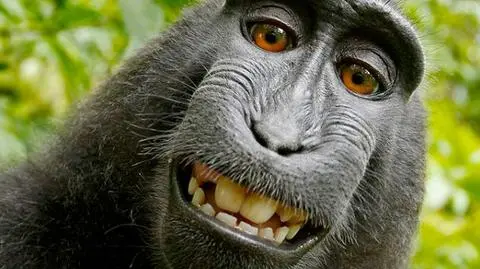 Ugoda w sprawie "selfie" makaka Naruto