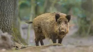 Rolnicy oczekują odszkodowań za szkody wyrządzone przez dziki 