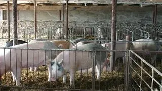  Prowadzona w latach 2011-13 kontrola wykazała m.in. że Ministerstwo Środowiska nie doprowadziło do skutecznego rozwiązania problemu przeciwdziałania uciążliwości zapachowej ferm zwierząt