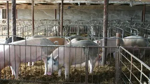 NIK krytycznie o nadzorze rządu nad fermami zwierząt