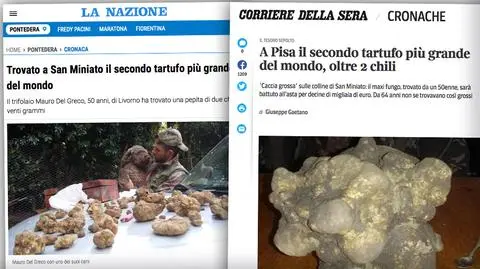 Tak wielkiego okazu trufli nie odkryto od 64 lat