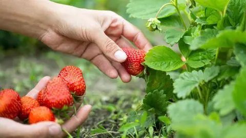 Rolnictwo potrzebuje coraz więcej pracowników sezonowych