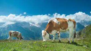 Legendarny szczyt Mont Blanc, słynne ośrodki narciarskie, malownicze wioski, krystalicznie czyste jeziora i stuletnie lodowce – to Alpy.