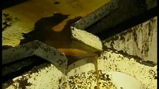 Jesienią Ministerstwo Gospodarki chce umożliwić wprowadzenie pierwszego biopaliwa do aut benzynowych. Obecne przepisy pozwalają na sprzedaż benzyny z maksymalną zawartością 5% etanolu. Biobenzyna ma zawierać od 70 do 85% biokomponentów. Biopaliwo, które dzisiaj można kupić na polskich stacjach to wyłącznie paliwo zasilające silniki diesla. E85 ma być pierwszym, na którym będą mogły jeździć samochody na benzynę. Czy okaże się alternatywą dla drożejącej ropy i paliw? 