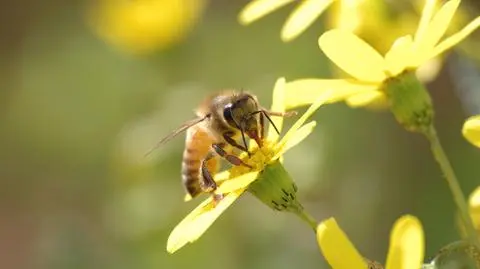 Pszczelarze idą na wojnę z koncernami 