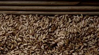 Pszenica marcu 2015 r. może kosztować 680-710 zł/t, a w czerwcu 690-740 zł/t. 