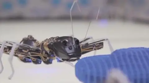 Bioniczne mrówki rozwiązaniem dla przemysłu?