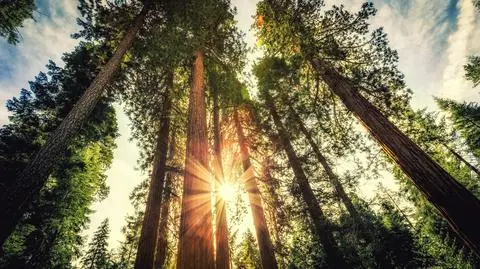 COP21:185 ze 195 krajów złożyło klimatyczne deklaracje