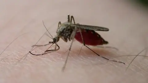 Malaria jest przenoszona przez komary