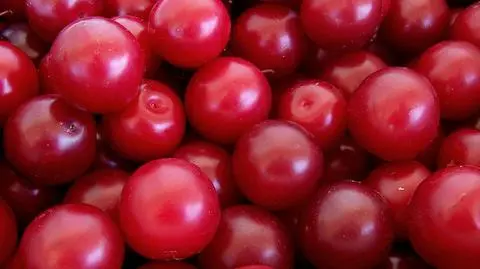 Ceny skupu wiśni spadają. Minister Jurgiel interweniuje w UOKiK