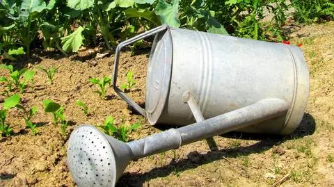 Masz pod ogródkiem łupki? Możesz zarobić