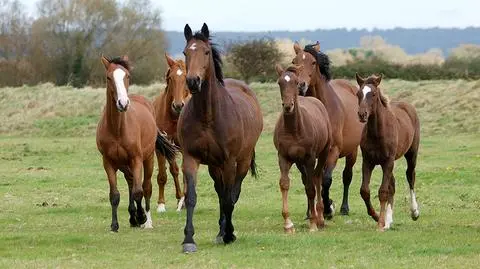 Święto Konia Arabskiego od piątku w Janowie Podlaskim