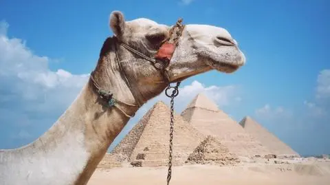 Polacy wrócili do Egiptu