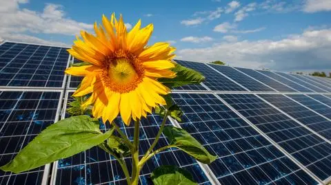 W Stargardzie powstanie farma fotowoltaiczna o mocy 1,89 MW