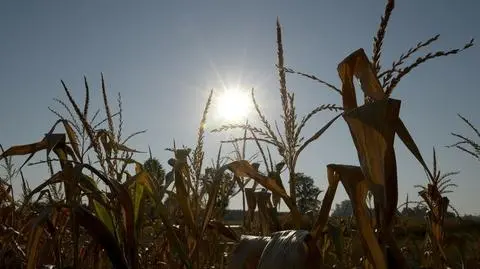 Sejm przyjął informację rządu na temat skutków suszy