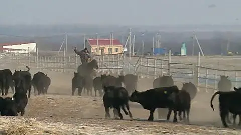 Rosja chce zostać potęgą w produkcji wołowiny