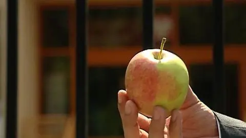 Darmowe jabłka w szkołach