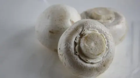 Pieczarka - polski przebój eksportowy