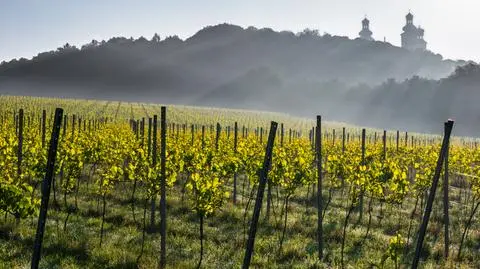 Polskie wina gronowe stają się modne
