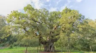 Dąb Major Oak to główna wizytówka Sherwood