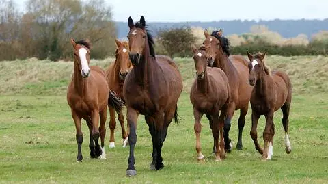 "Pride of Poland". Ważni klienci bojkotują tegoroczną edycję