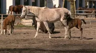 Ważni klienci bojkotują tegoroczną edycję aukcji koni arabskich "Pride of Poland"