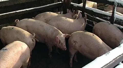 Rząd nakarmi nasze świnie GMO